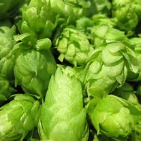 Fresh hops