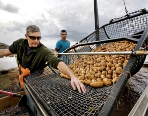 woody-creek-potato